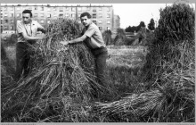 1967 - Żniwa po szychcie na kopalni. Wkrótce na tych polach powstaną nowe bloki osiedlowe - (foto ze zbiorów A. Vogel)